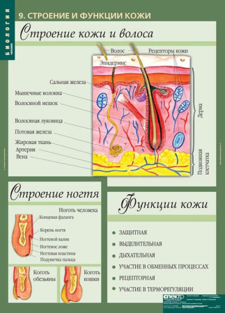 Человек (Комплект таблиц 12 шт. Биология 8-9 кл.) 5-8691-012 Человек (Комплект таблиц 12 шт. Биология 8-9 кл.) 5-8691-012