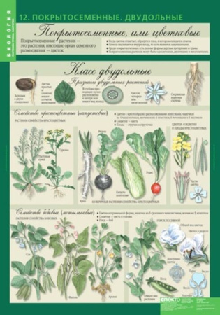 Растения. Грибы. Бактерии (Комплект таблиц 14 шт. Биология 6 кл.) 5-8504-014