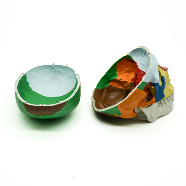 Модель «Череп человека» (разборная, с раскрашенными костями) Модель «Череп человека» (разборная, с раскрашенными костями)