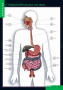 Строение тела человека (Комплект таблиц 10 шт.+ 80 карточек. Биология) 2-073-457