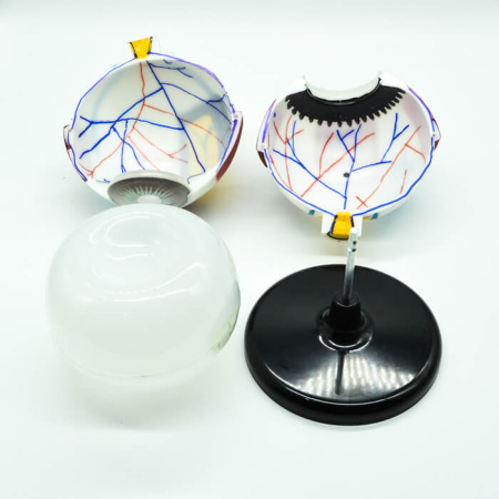 Модель «Глаз человека», увеличенная, 25 см Модель «Глаз человека», увеличенная, 25 см